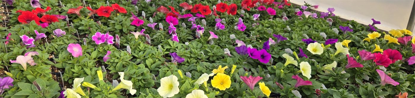 A colorful row of petunias and annuals at Greener Tomorrows greenhouse