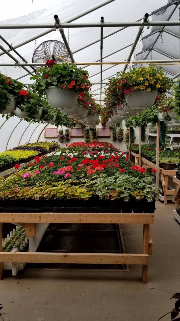 Greenhouse Gallery Greener Tomorrows